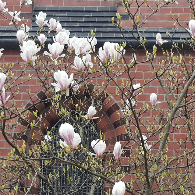 Magnolienbaum, Samariterkirche, Friedrichshain