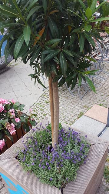 Familienblog, Elternblog, grossekoepfe