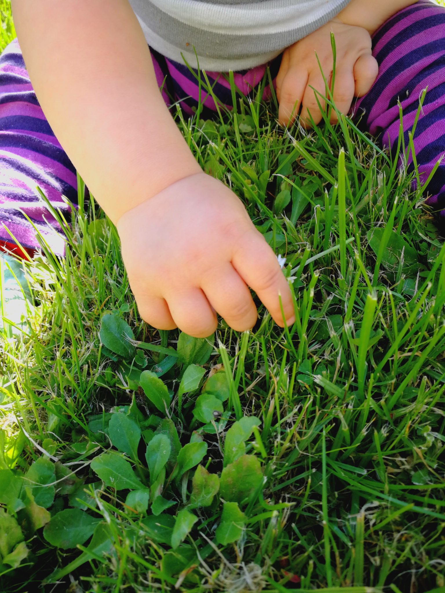 Baby pflückt Gras