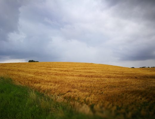 Die Wiesen auf der Insel Mön im August