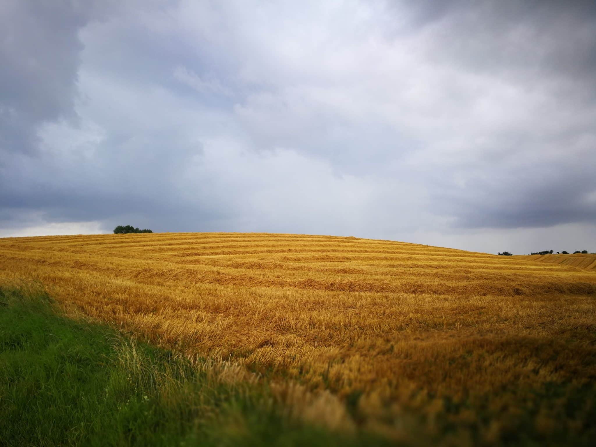 Die Wiesen auf der Insel Mön im August