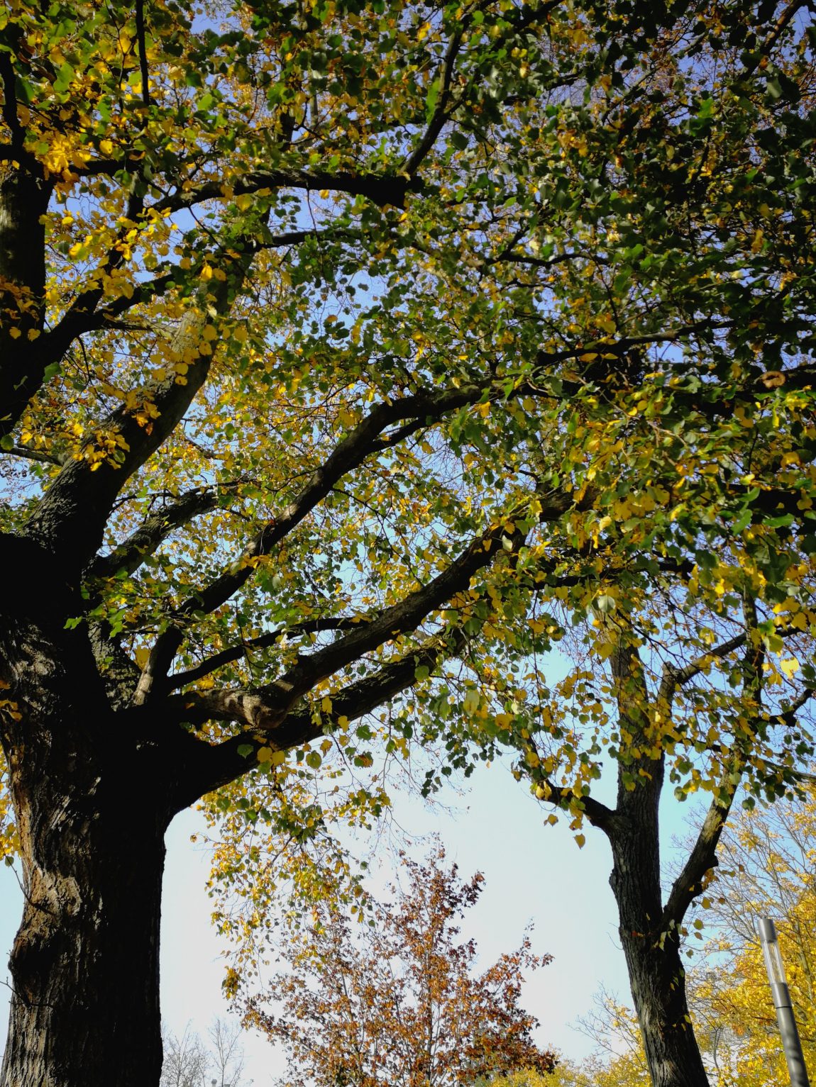 Baumleuchten Herbst