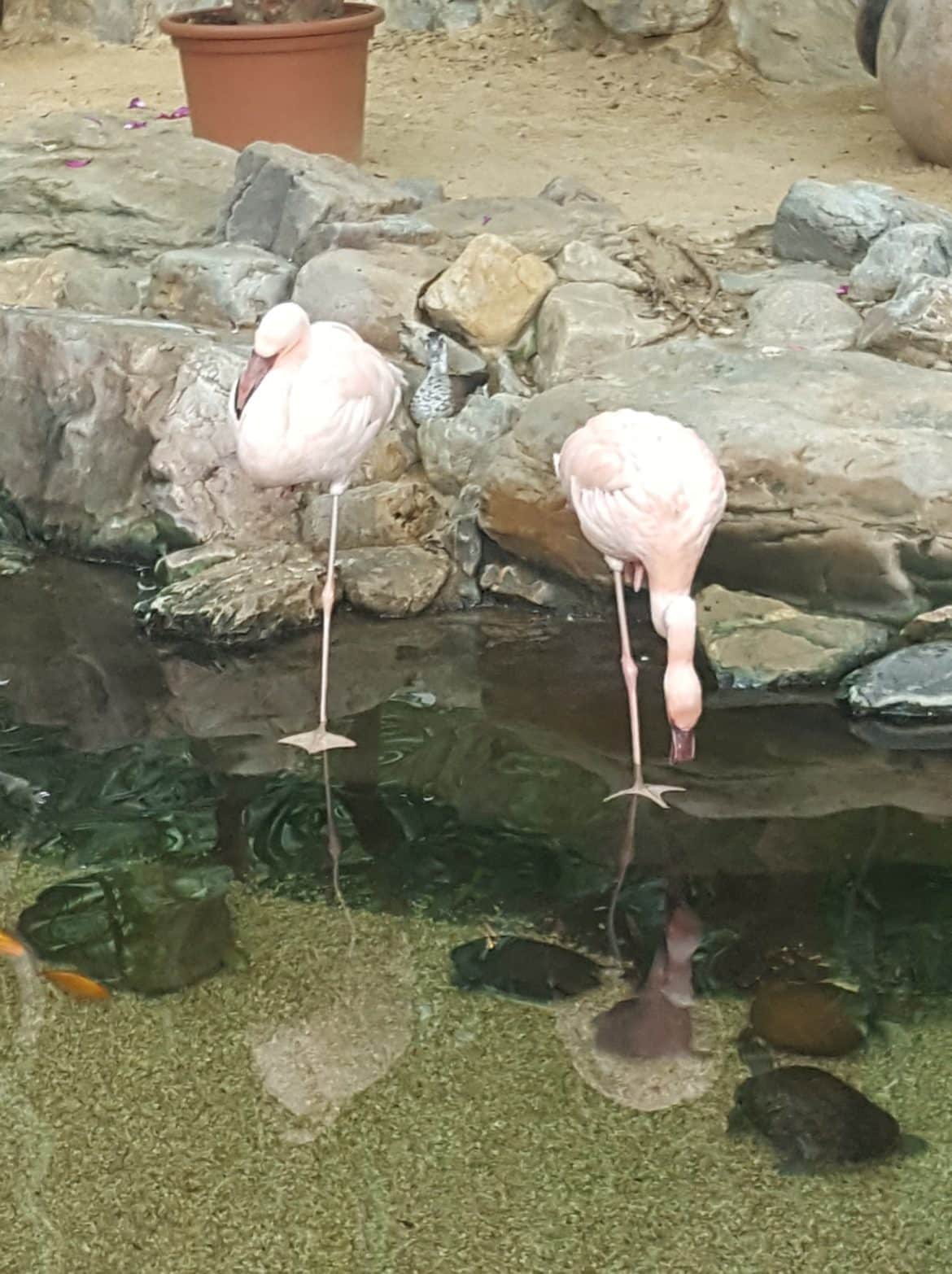 Flamingo