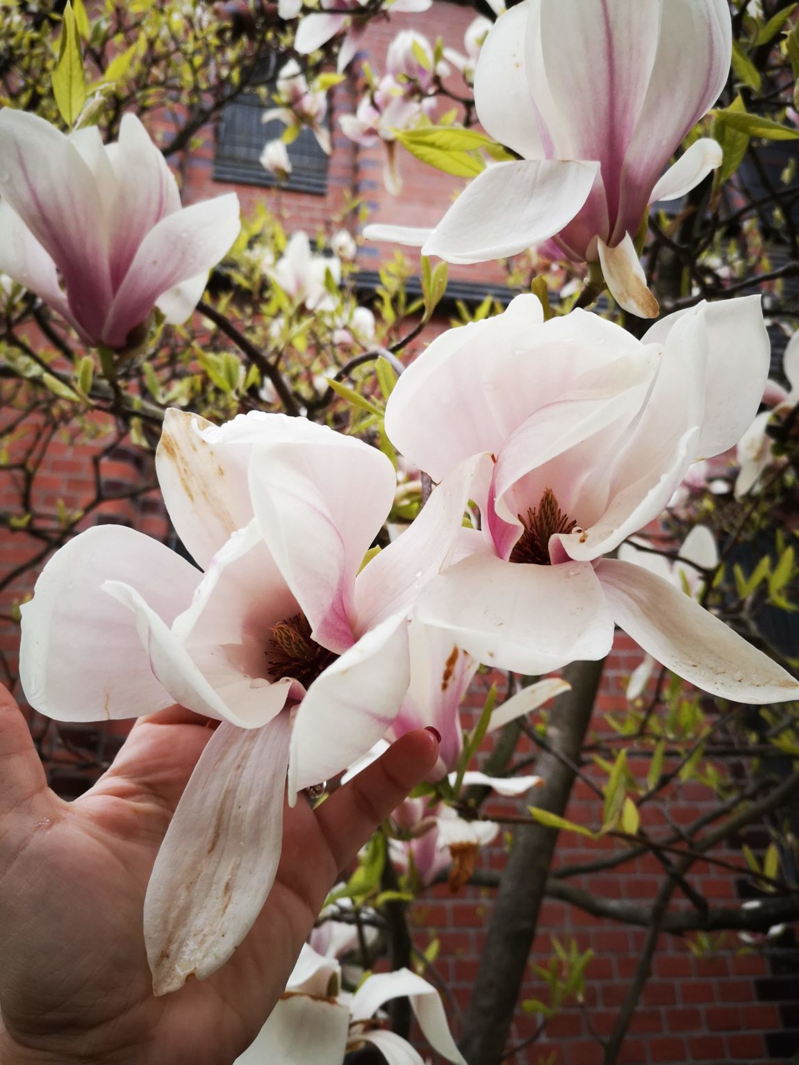 Mamablogger_Alltag_Berlin_grossekoepfe.de