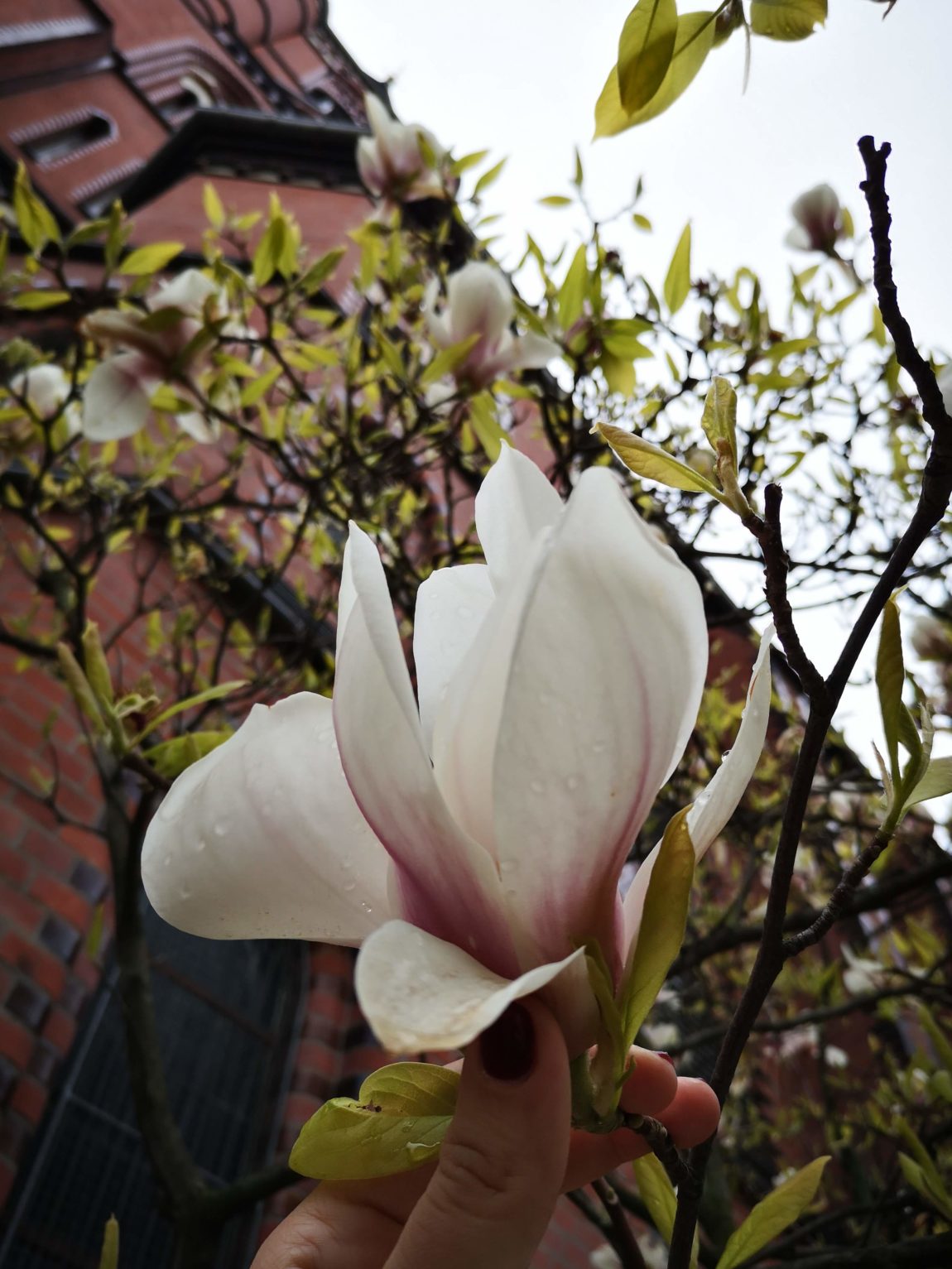 magnolienbaum_Berlin_grossekoepfe.de