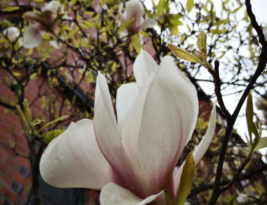 magnolienbaum_Berlin_grossekoepfe.de