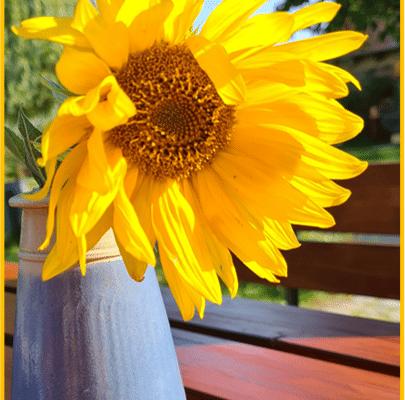 Berliner Inklusionsdschungel_Sonnenblume