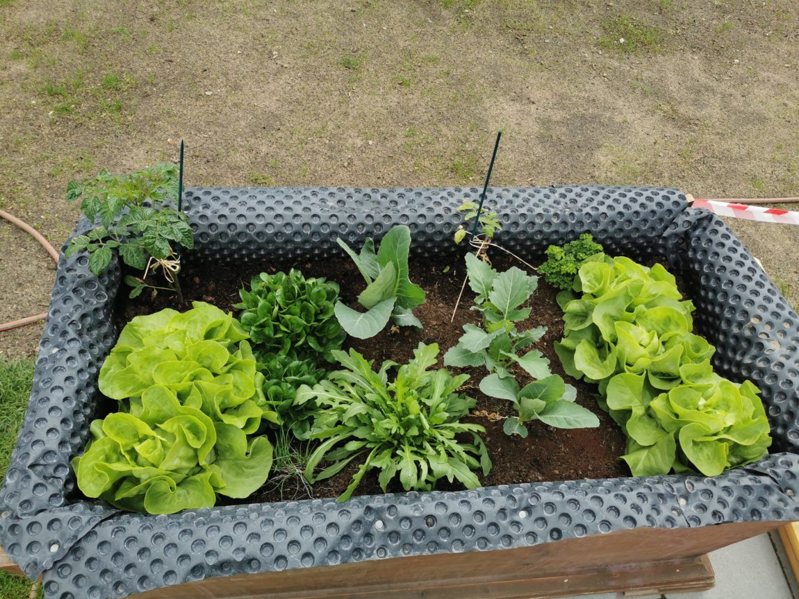 Hallo Samstag. Das Wetter ist bescheiden, aber den Salat mag das.