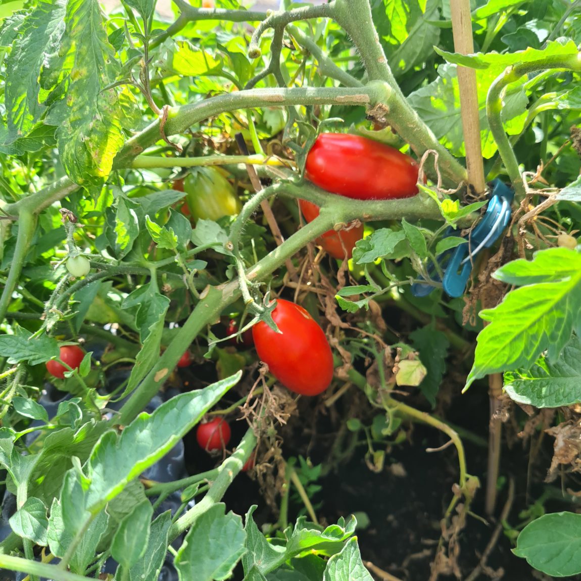 Den Tomaten gefällt das (sie werden gleich gepflückt).