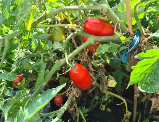 Den Tomaten gefällt das (sie werden gleich gepflückt).