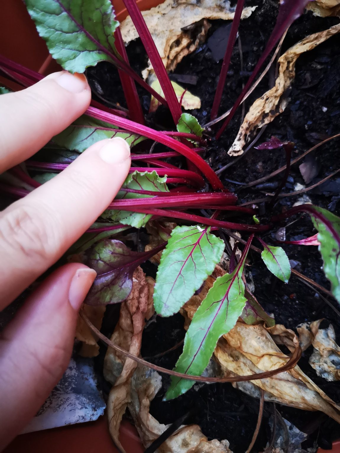 #10 Ich scchaue mal was die Rote Beete so macht..