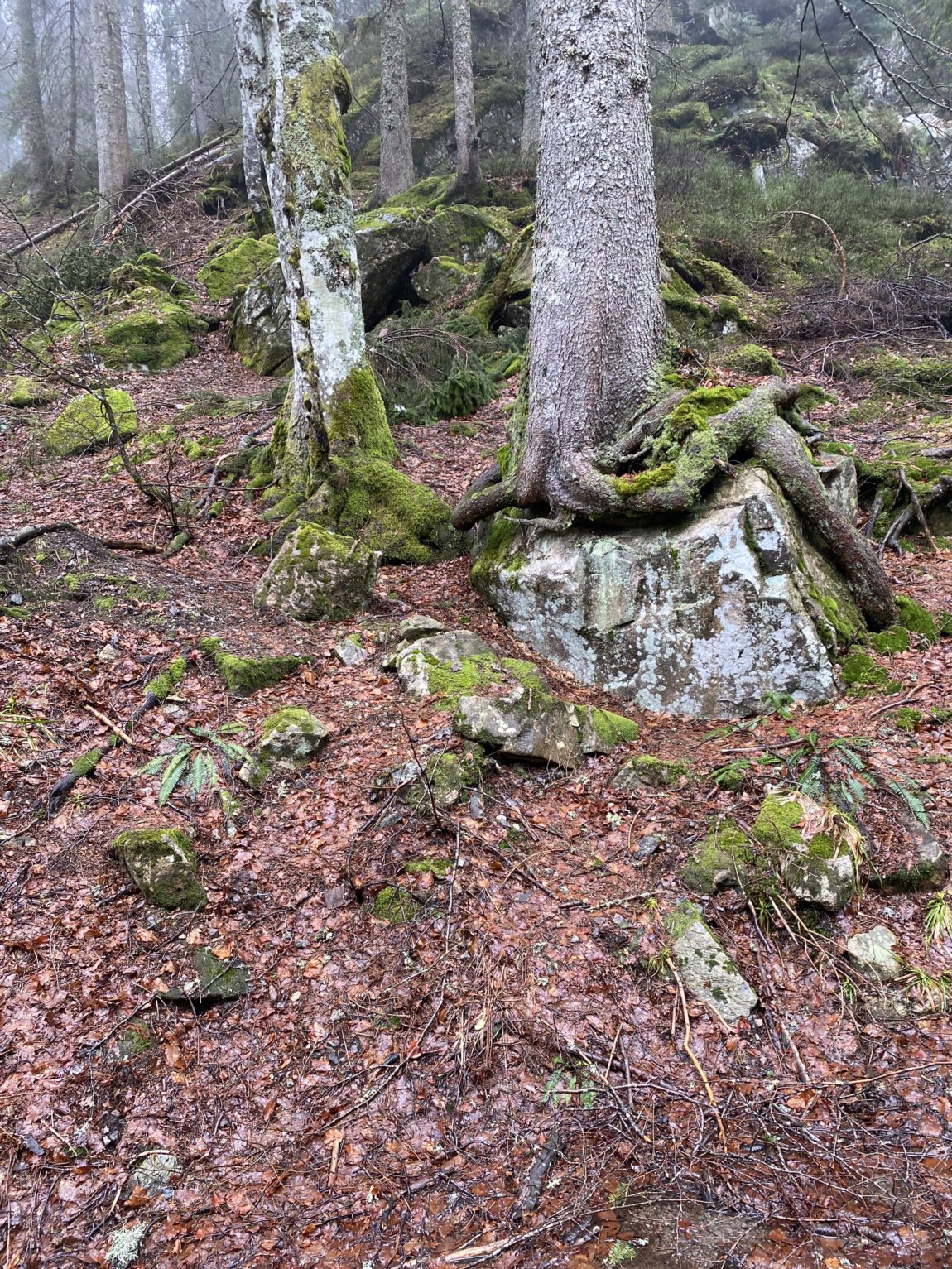 Hallo Samstag. Bei uns regnet es leicht, trotzdem gehen der Sohn und ich ein Stückchen durch die Wälder.