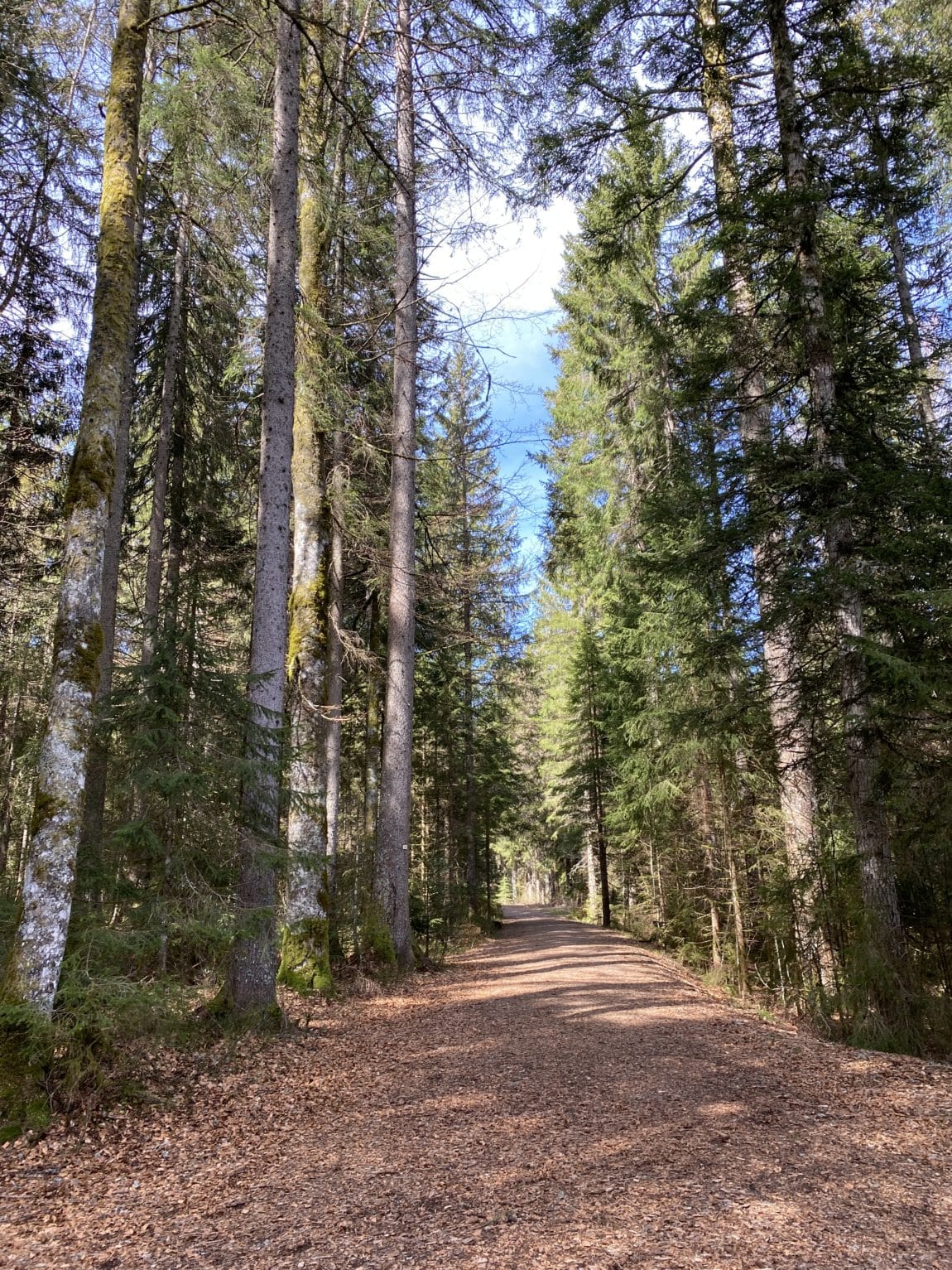 Kinderreha im Schwarzwald - grossekoepfe