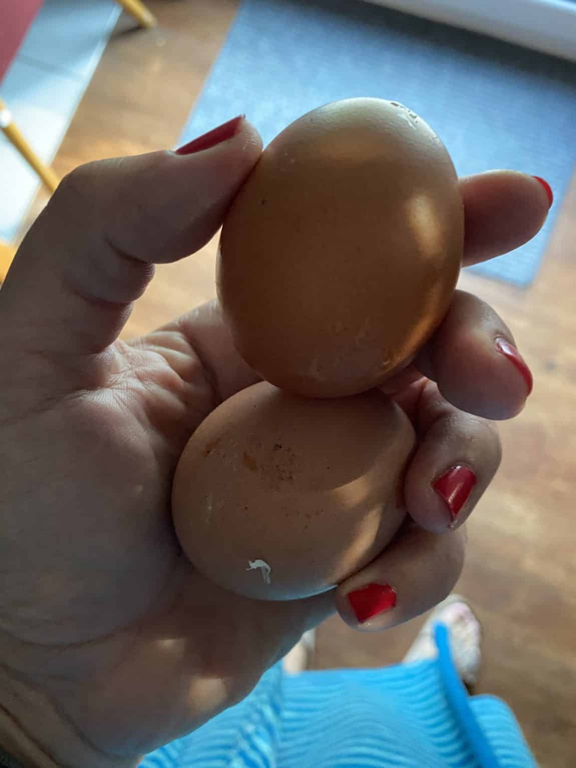Ich kümmere mich am Wochenende um die Hühner des Nachbarn. Als Dank haben die Hühner mir Eier gelegt.