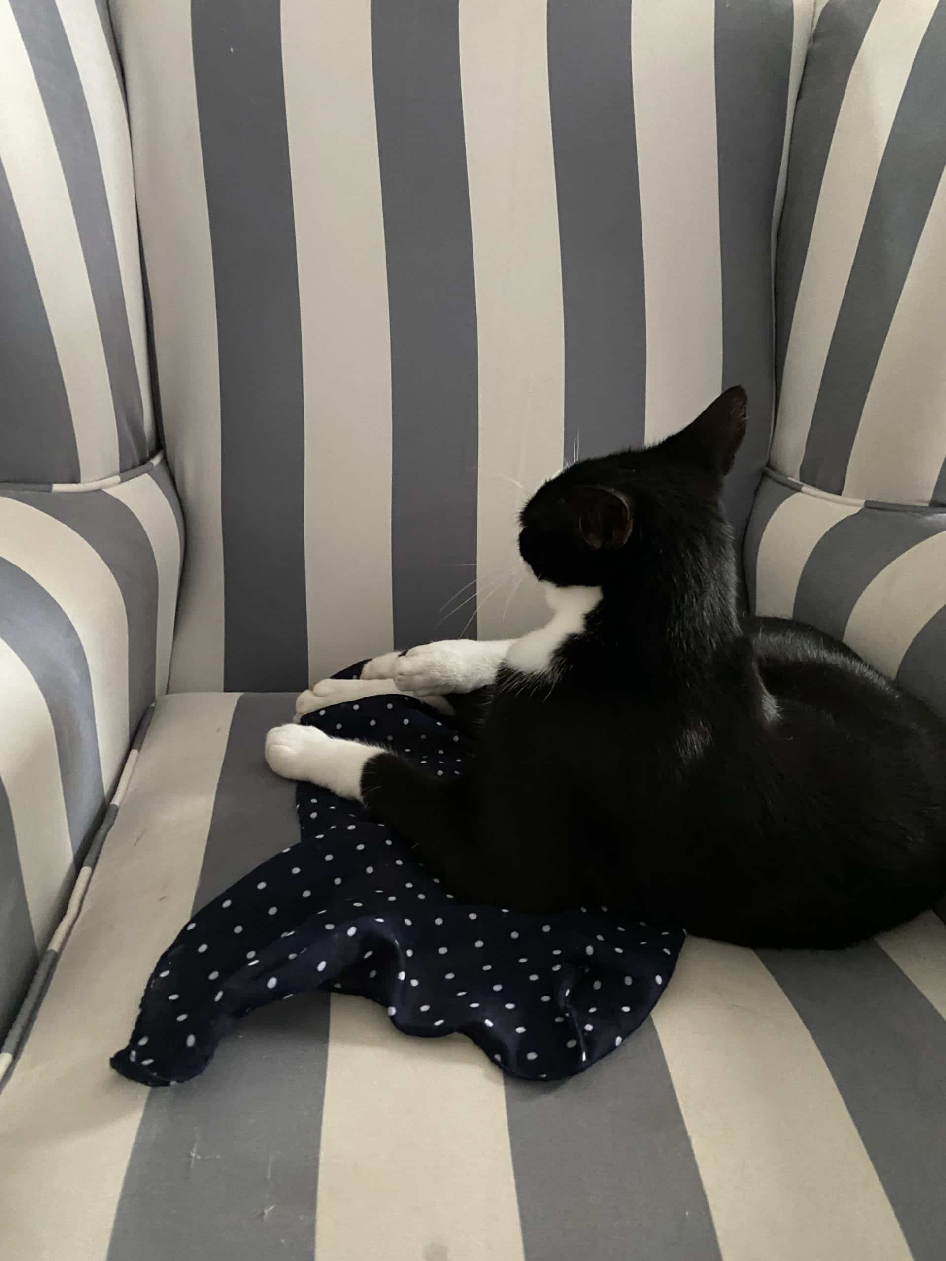 #10 Der Kater chillt erstmal ne Menge.