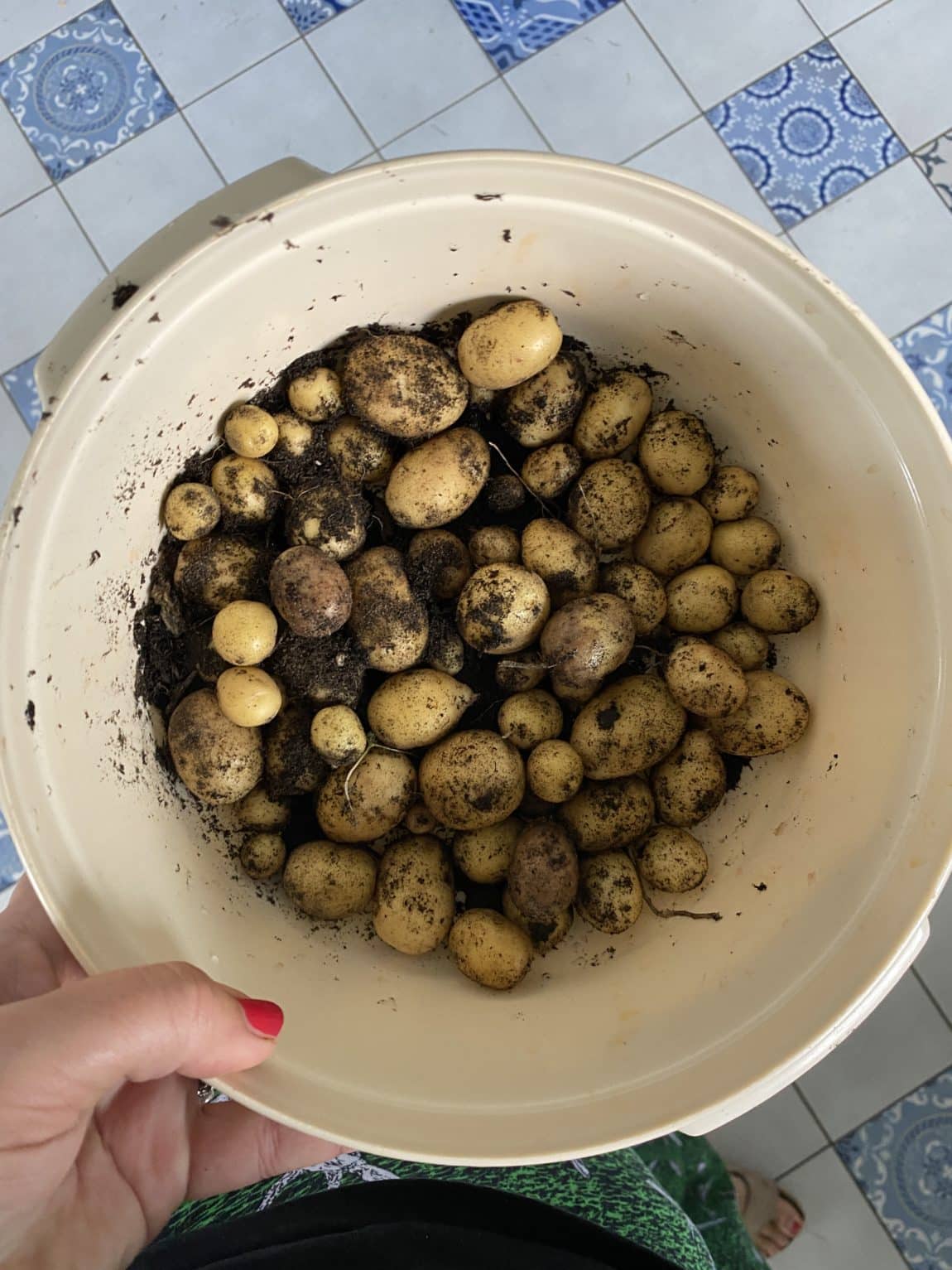 Ich ernte die letzten Kartoffeln, es werden Pellkartoffeln.