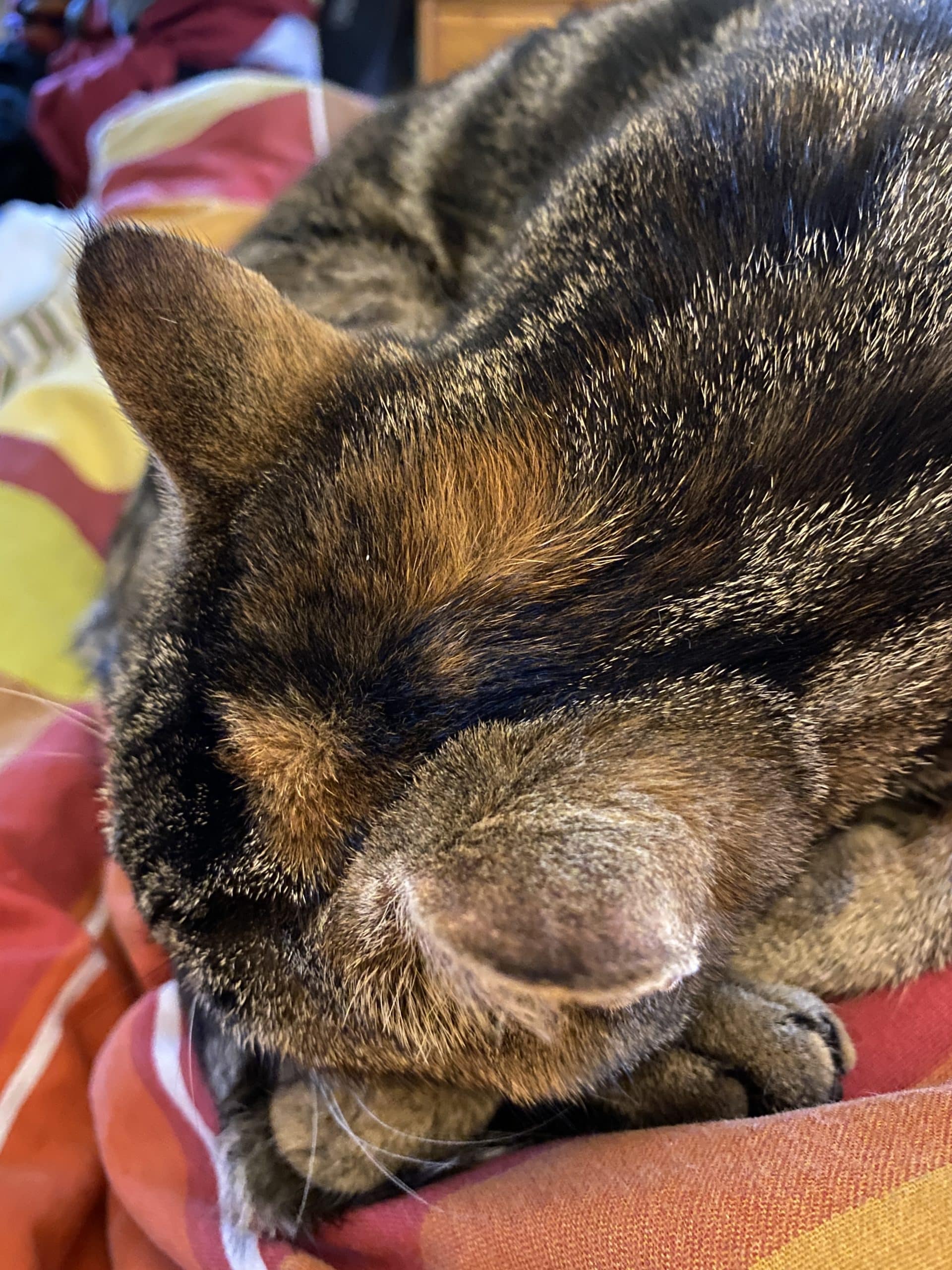 Die Katze lässt mich seit meiner Rückkehr aus dem Krankenhaus nicht mehr allein.