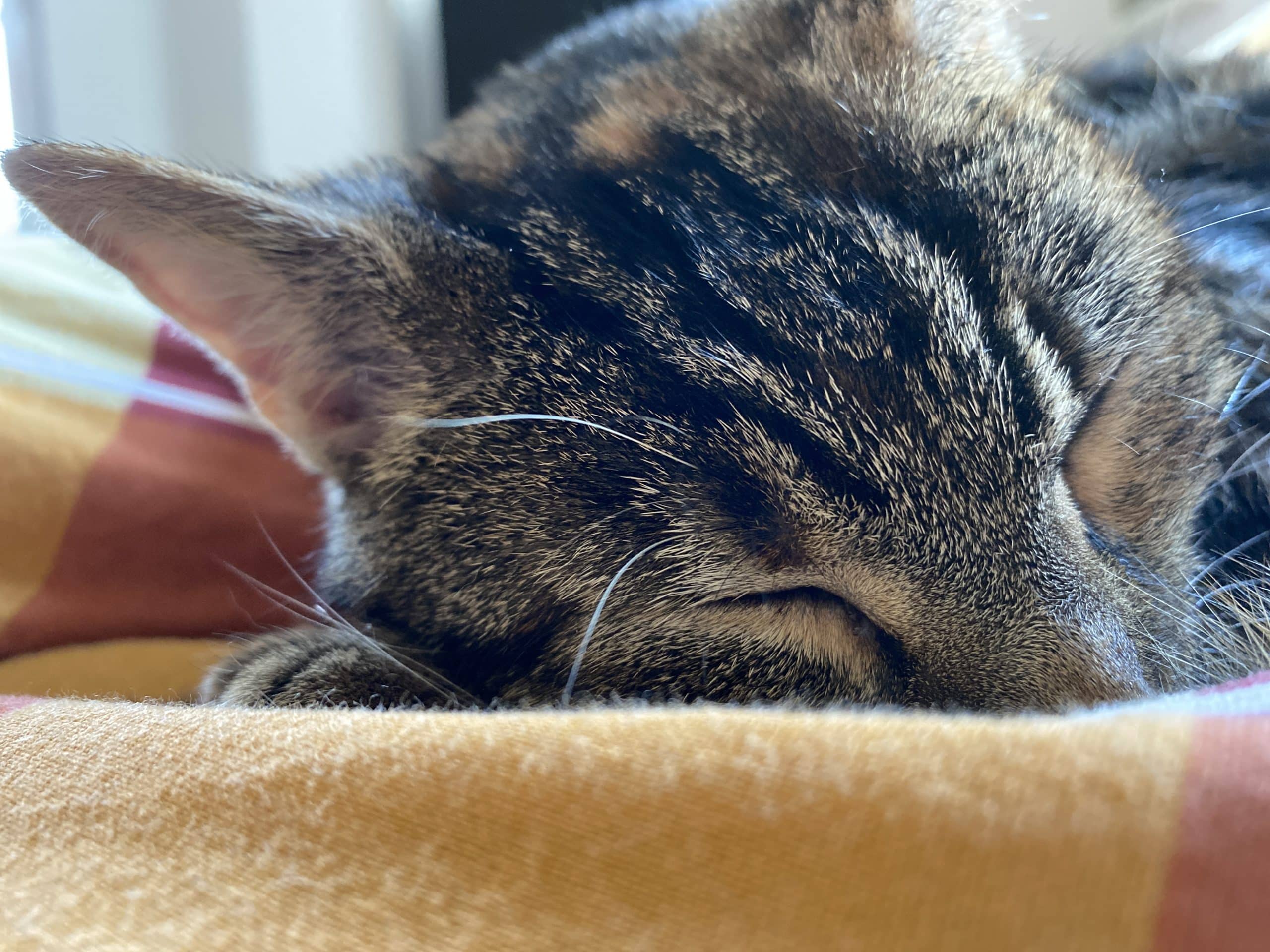 Die Katze und ich, wir sind eine Einheit.