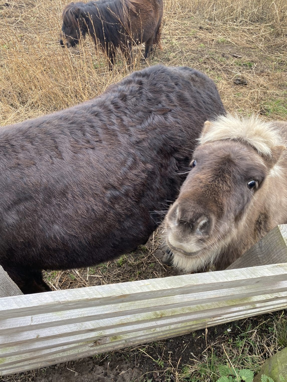 Hallo Sonntag. Ich suche unsere Katze und laufe durch den Kiez.