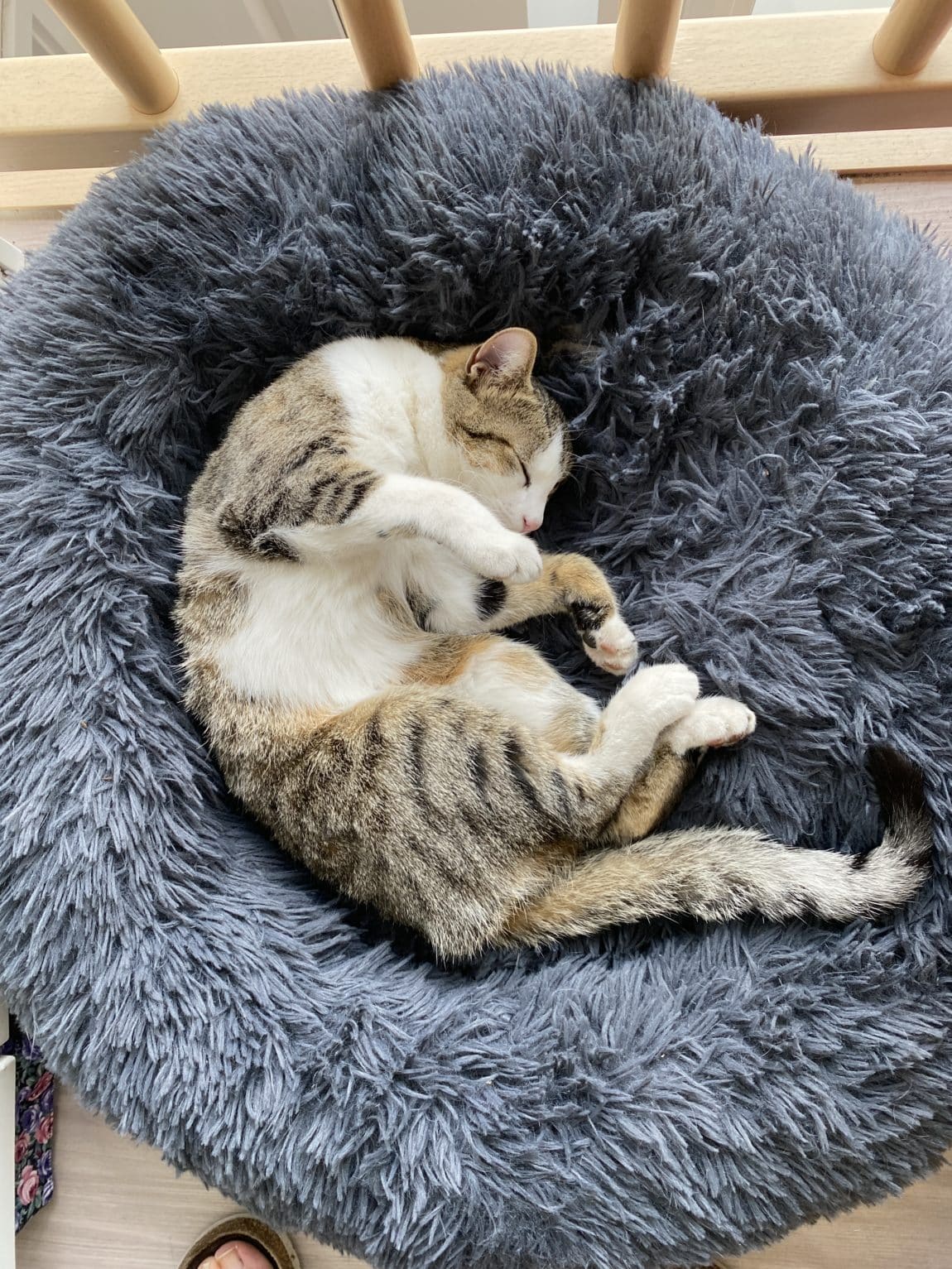 Hallo Sonntag. die Katze schläft noch.
