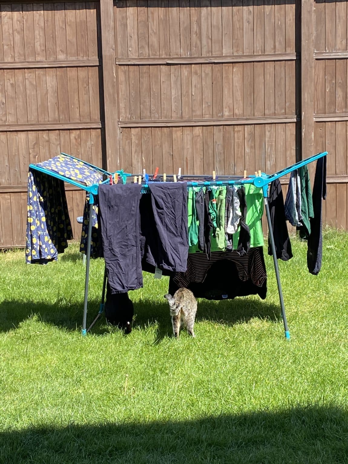 Am Nachmittag dann Wäsche und Katzen Hintern.