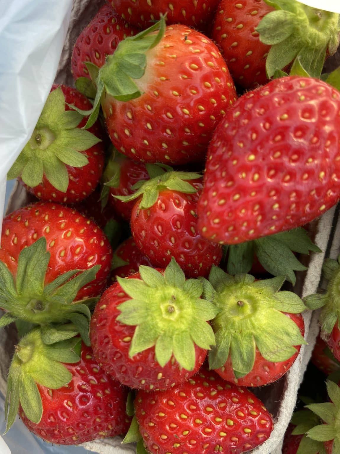 die letzten Erdbeeren der Saison