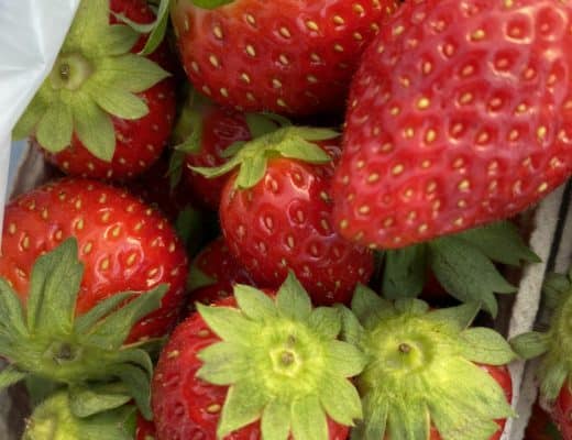 die letzten Erdbeeren der Saison