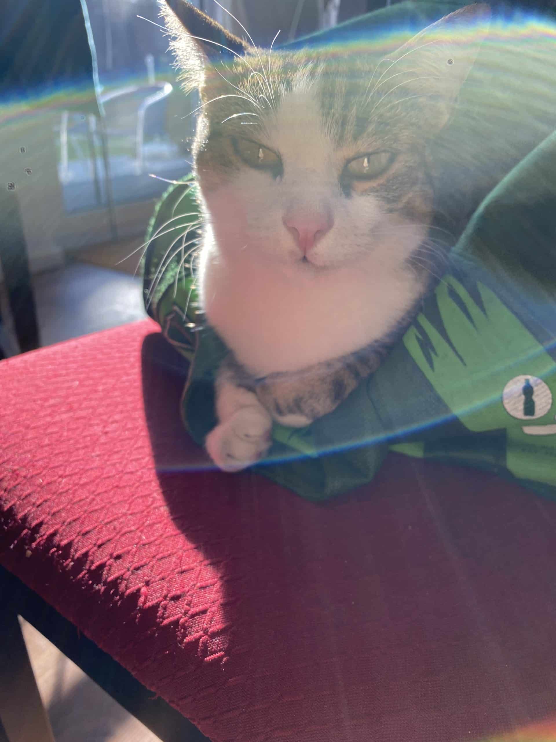 2. Die Katze sitzt in der Sonne (wenigstens eine Person)