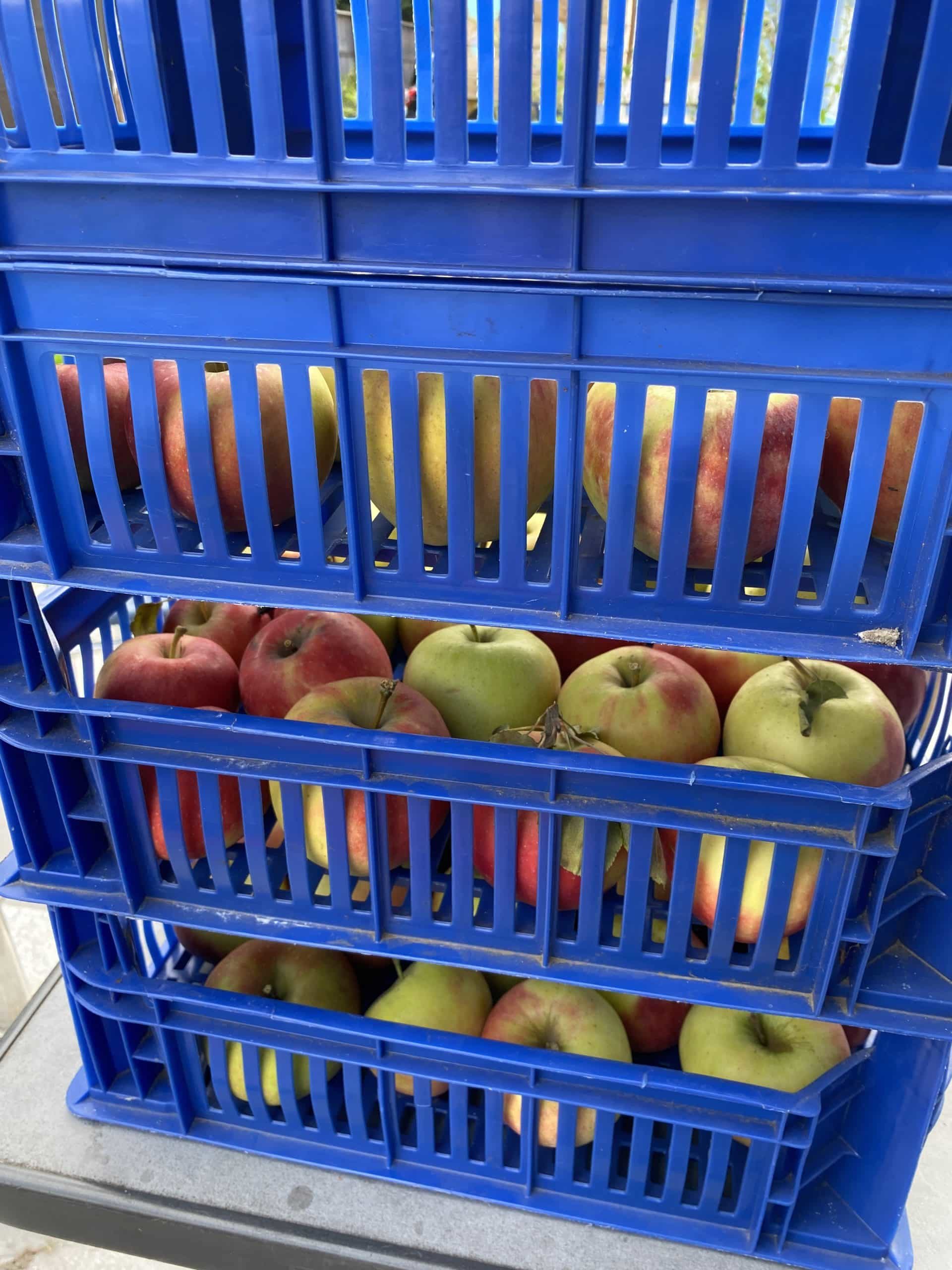 Es werden außerdem die Äpfel sortiert.