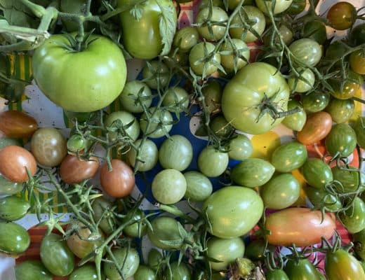 Heute werden die Tomaten ausgelegt, damit sie noch nachreifen.