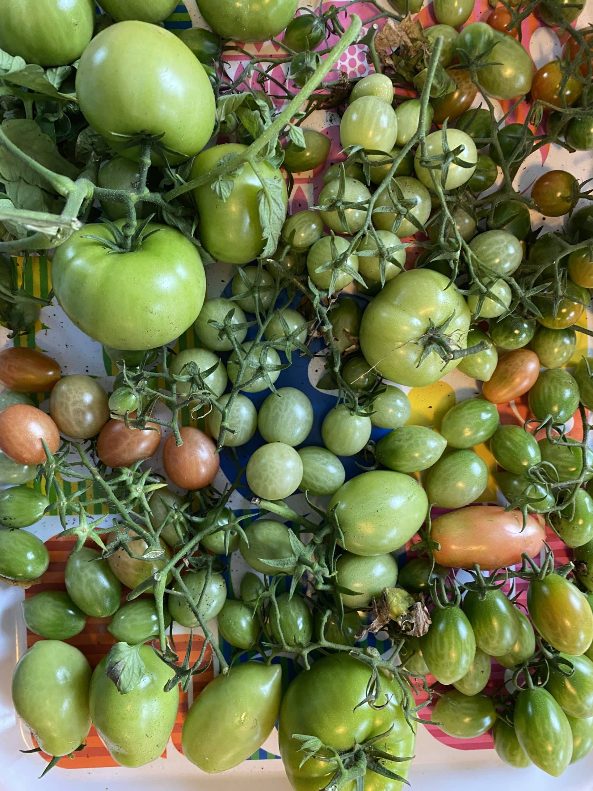 Heute werden die Tomaten ausgelegt, damit sie noch nachreifen.