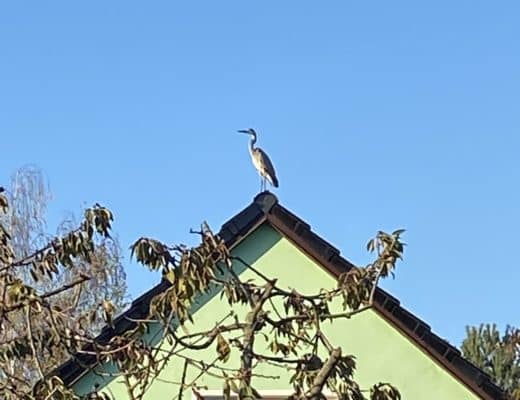 einzelner Kranich in Berlin