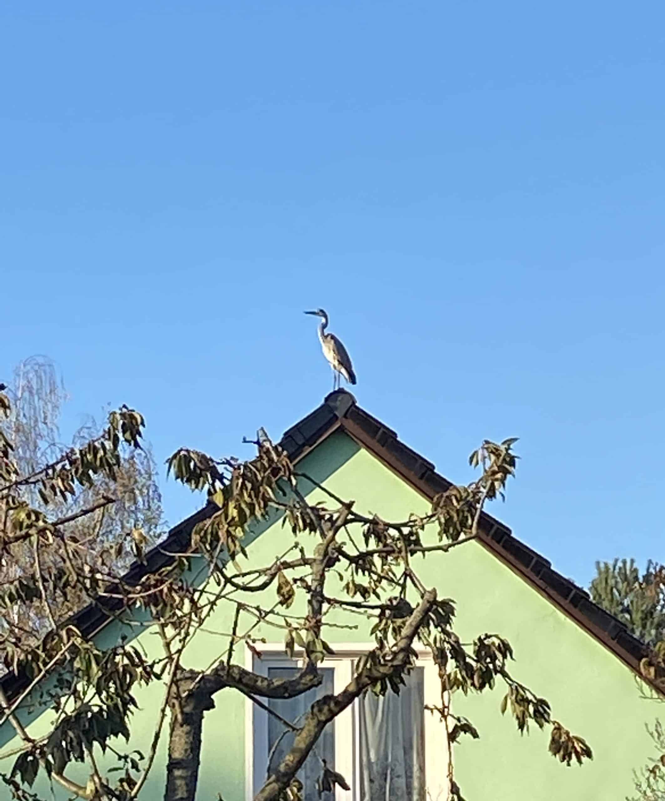 einzelner Kranich in Berlin