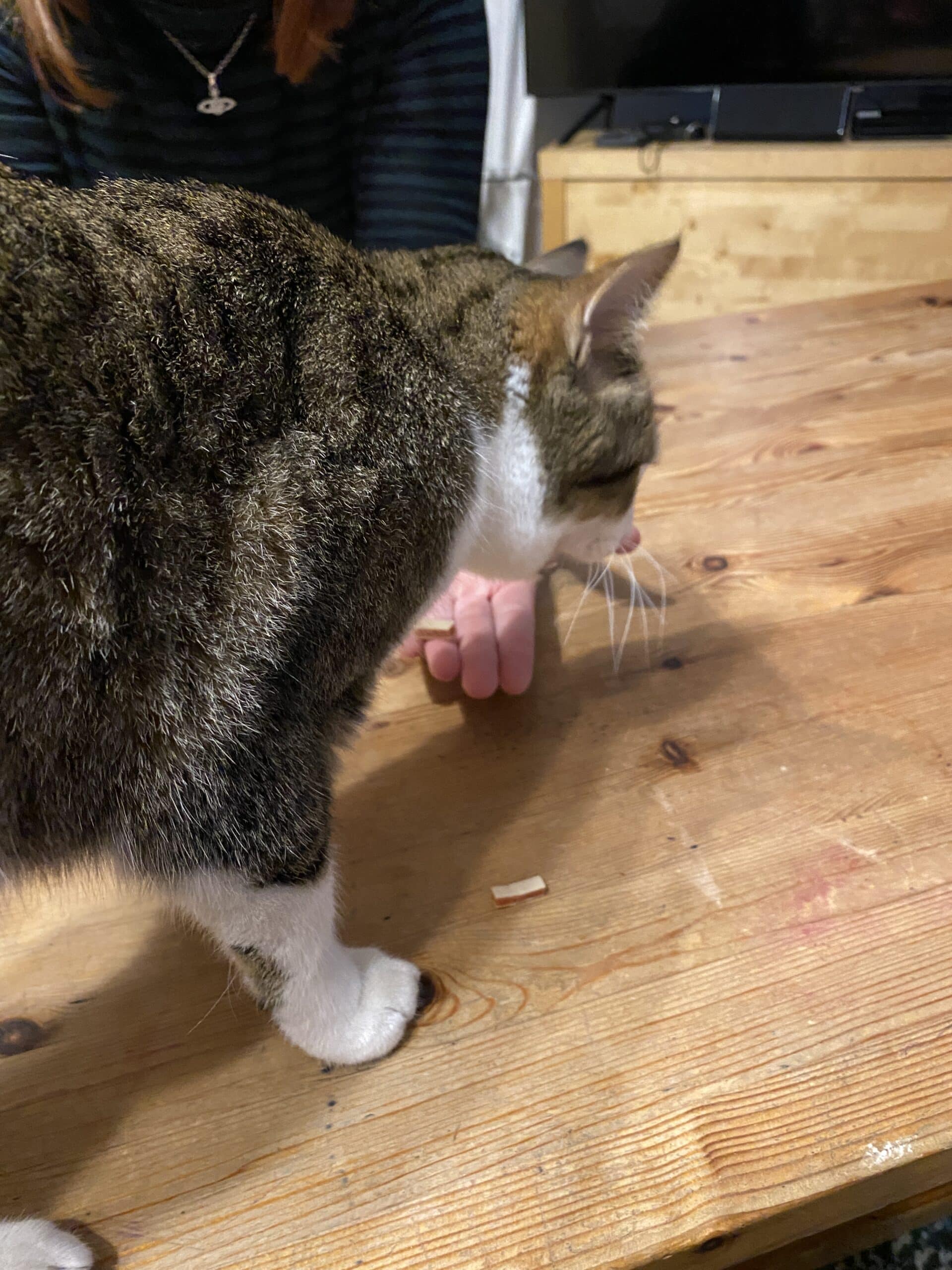 #9 Die Katze freut sich, dass ich zurück bin.