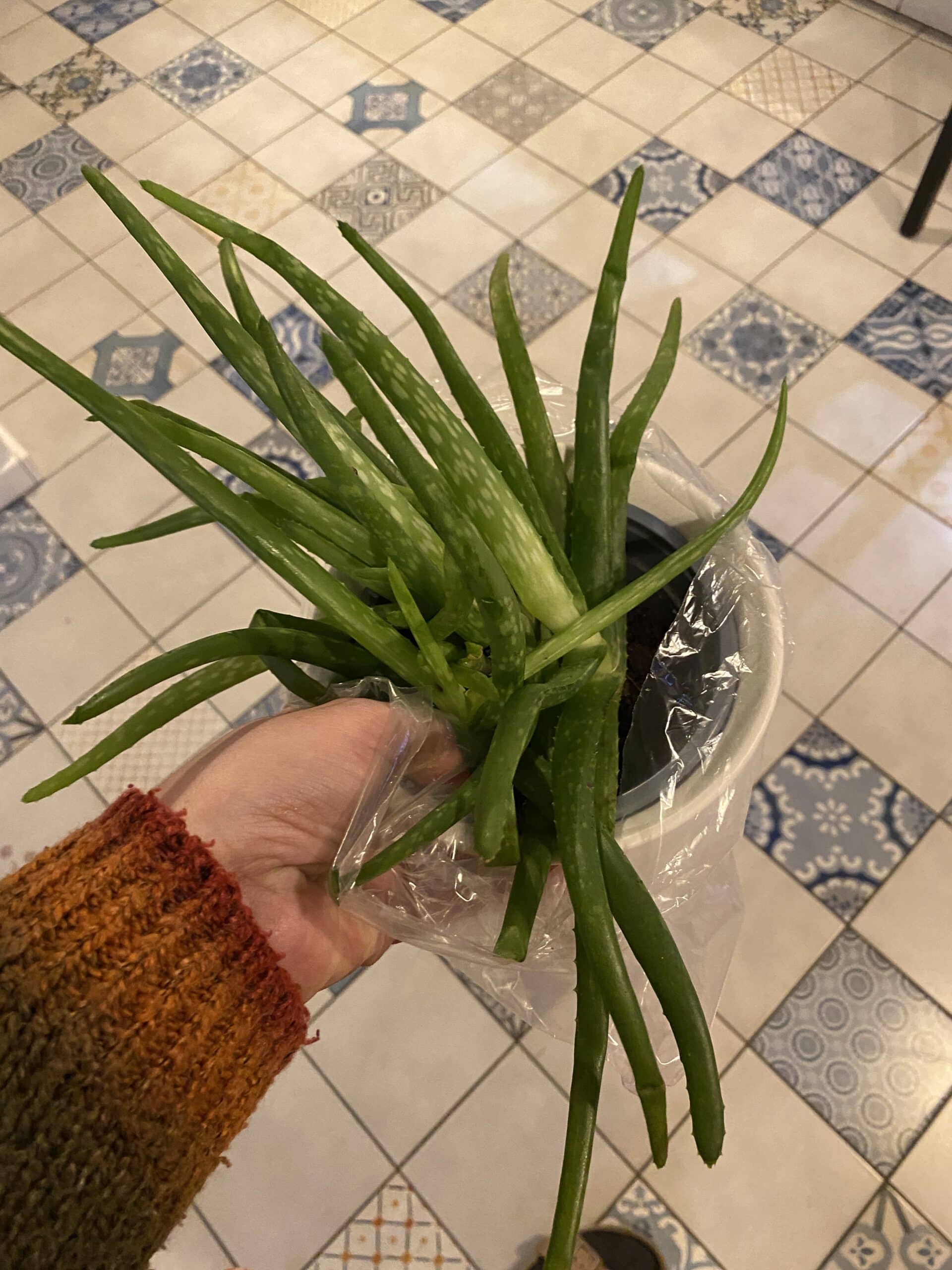 #6 Daheim wartet eine Aloe Vera Pflanze auf mich. Sie wird mir in dieser Zeit helfen.