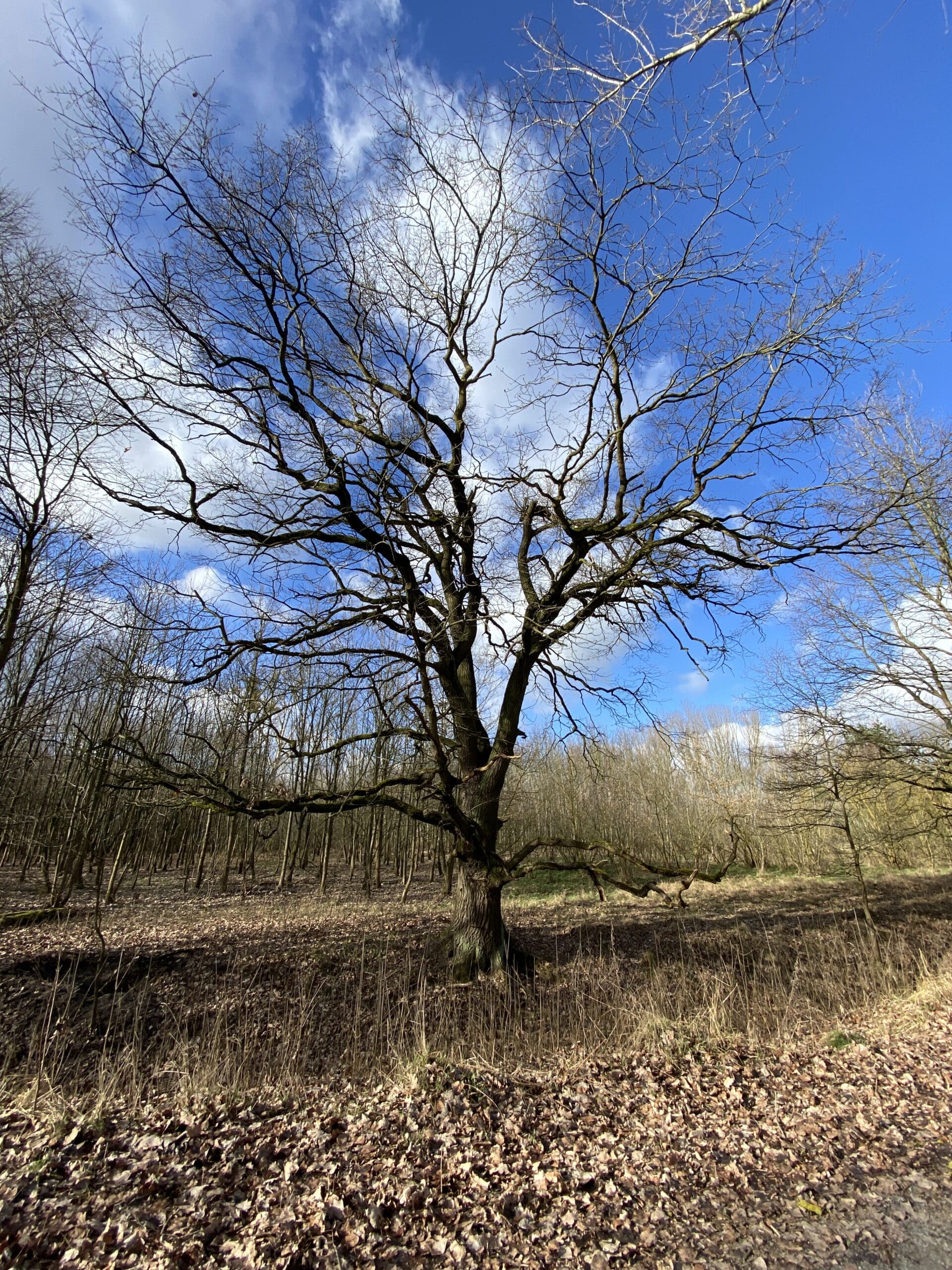 ein Hauch von Frühling..wie schön..