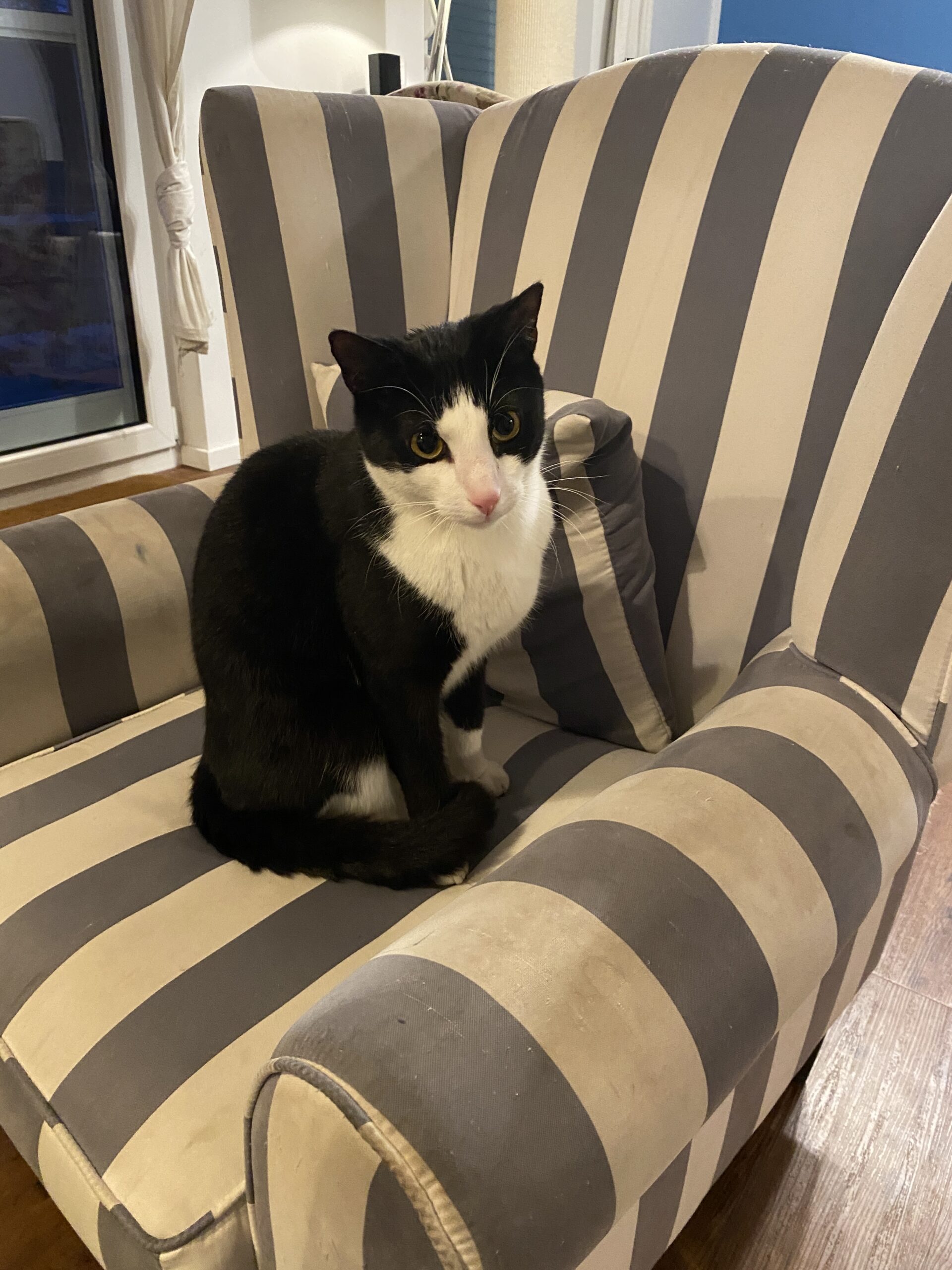 6. Der Kater guckt aufmerksam durch die Gegend.