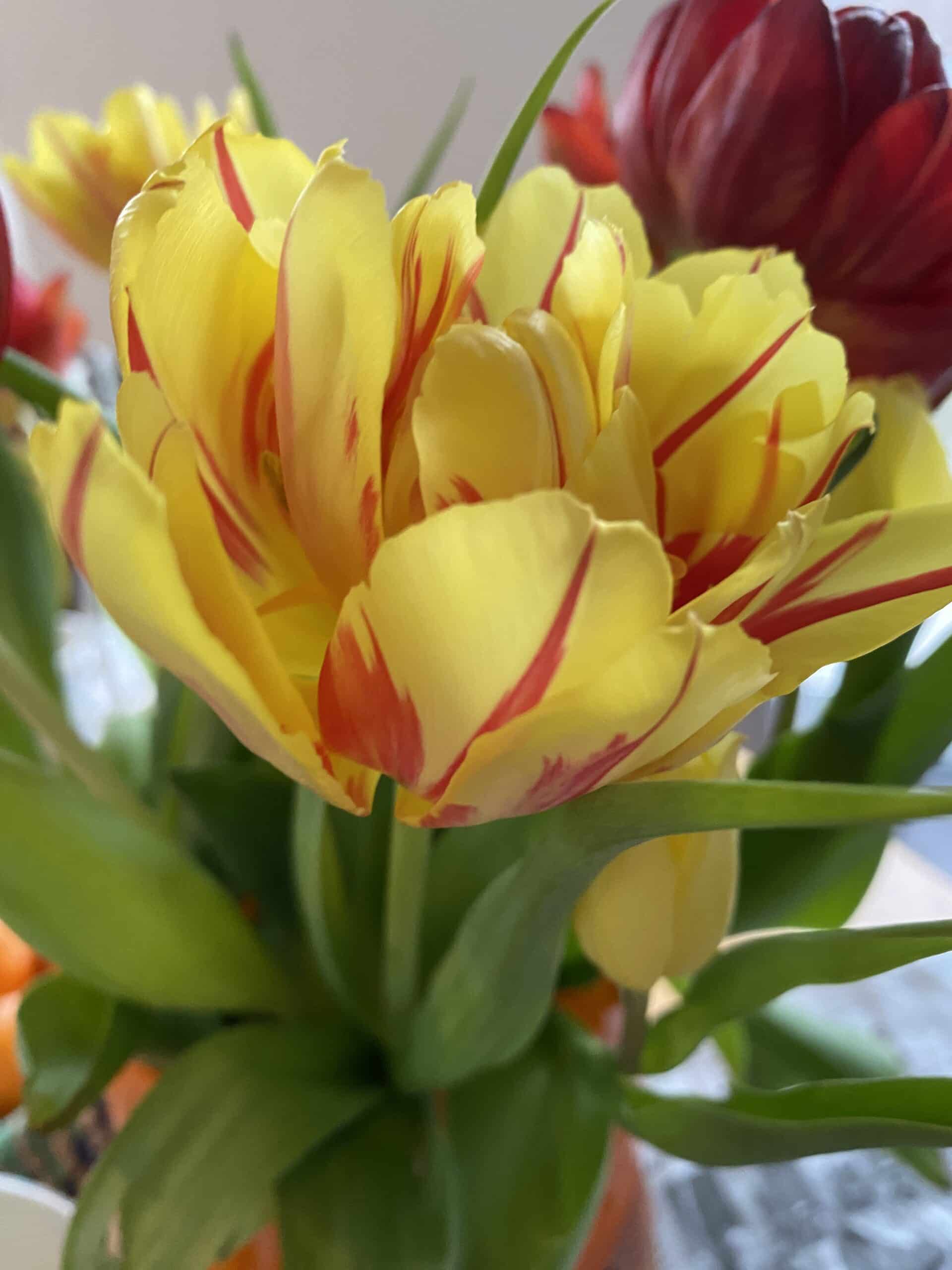 #12 Die Tulpen sind geschnürt und verpackt. Wir machen uns nun auf den Weg und gehen mit Freunden zu deren Ehren essen. Ich bin mal gespannt wie mein Körper das so findet. Zum Glück klingelt morgen kein Wecker für mich, ich darf ausschlafen.