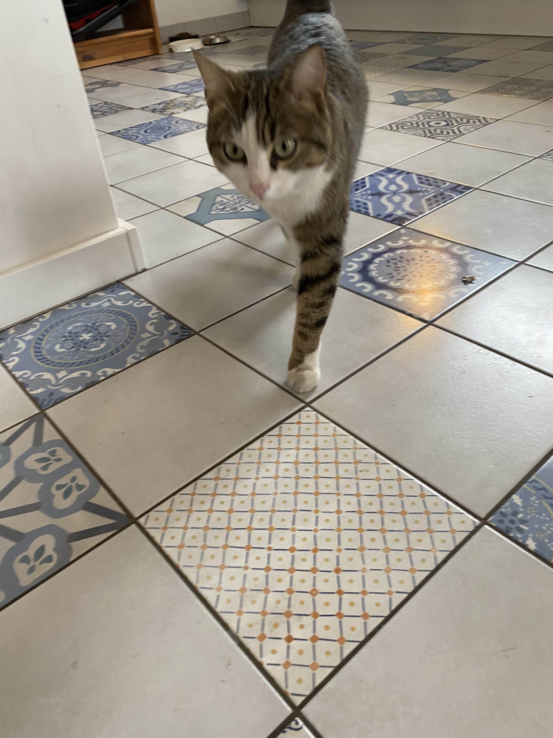 #11 Endlich kehrt dann auch die Katze nach 24 h Abwesenheit heim. Nebenan im Baumarkt, berichtete mir gestern der Filialleiter, wurde sie übrigens zur Mitarbeiterin des Monats gewählt. Sie ist einfach so oft da.