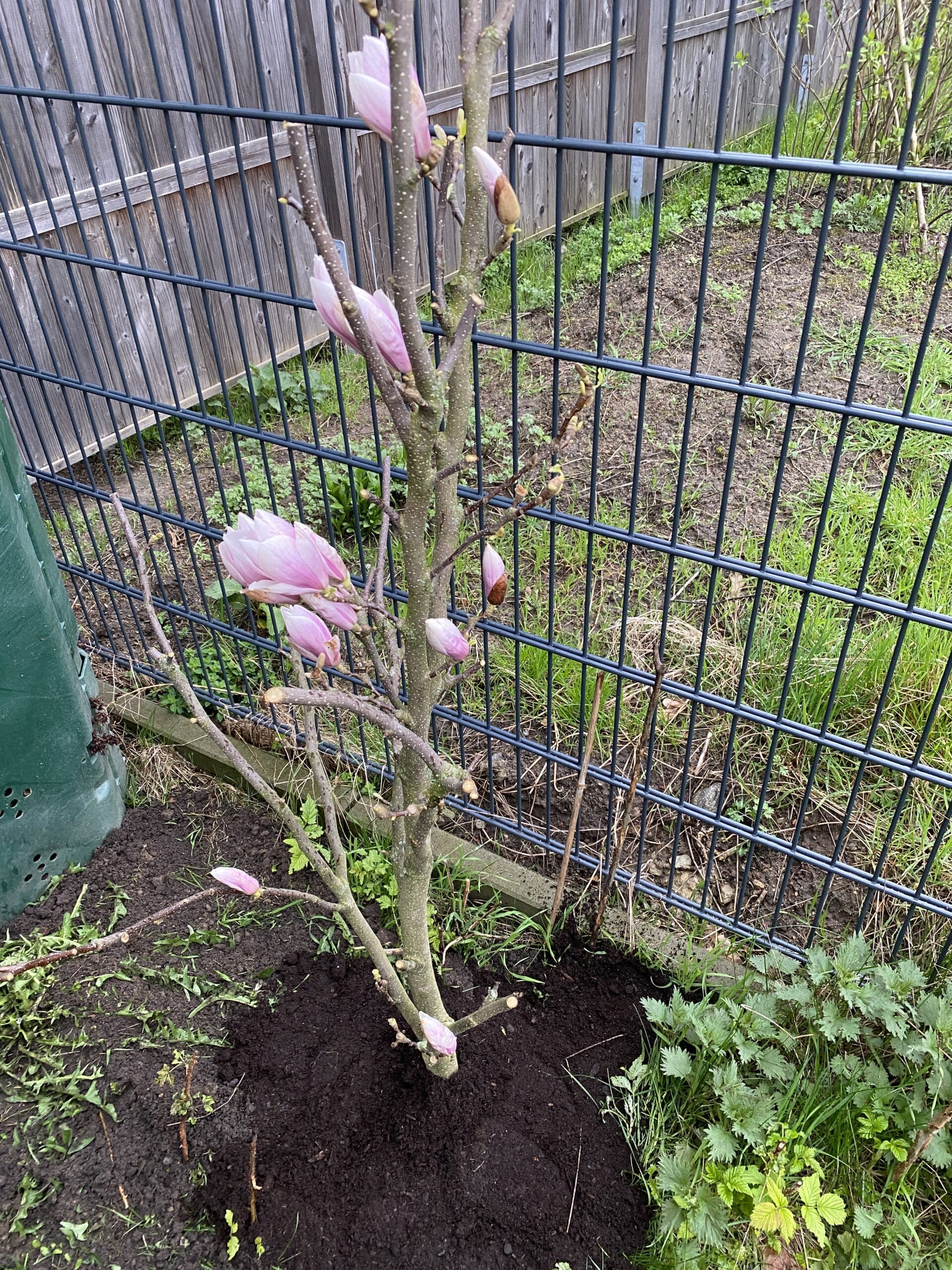 Wir testen auch (nach Anleitung) ob die Magnolie vielleicht wurzelt...