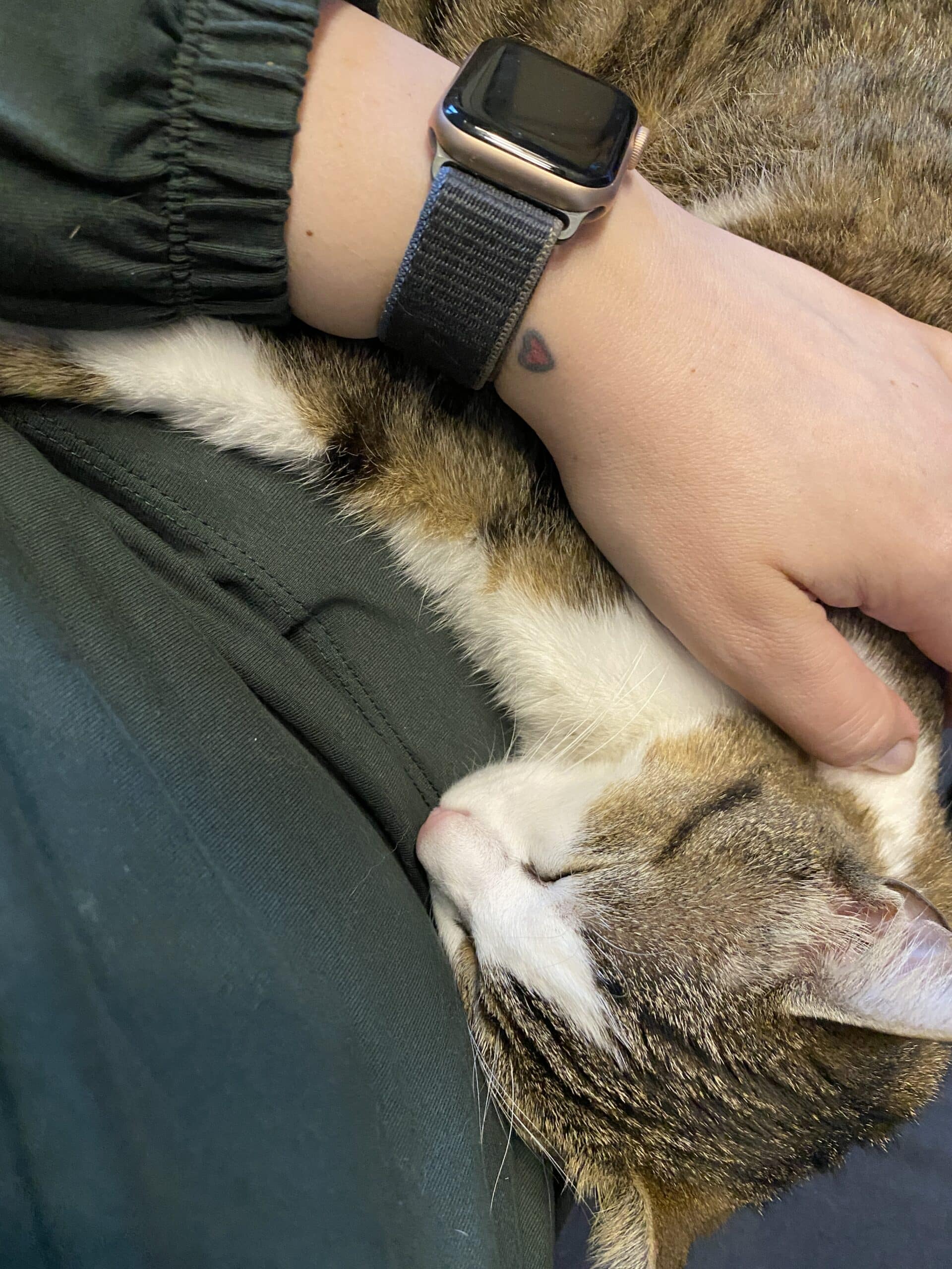 Unterwegs gewesen um vielleicht eine weitere Katze zu finden.