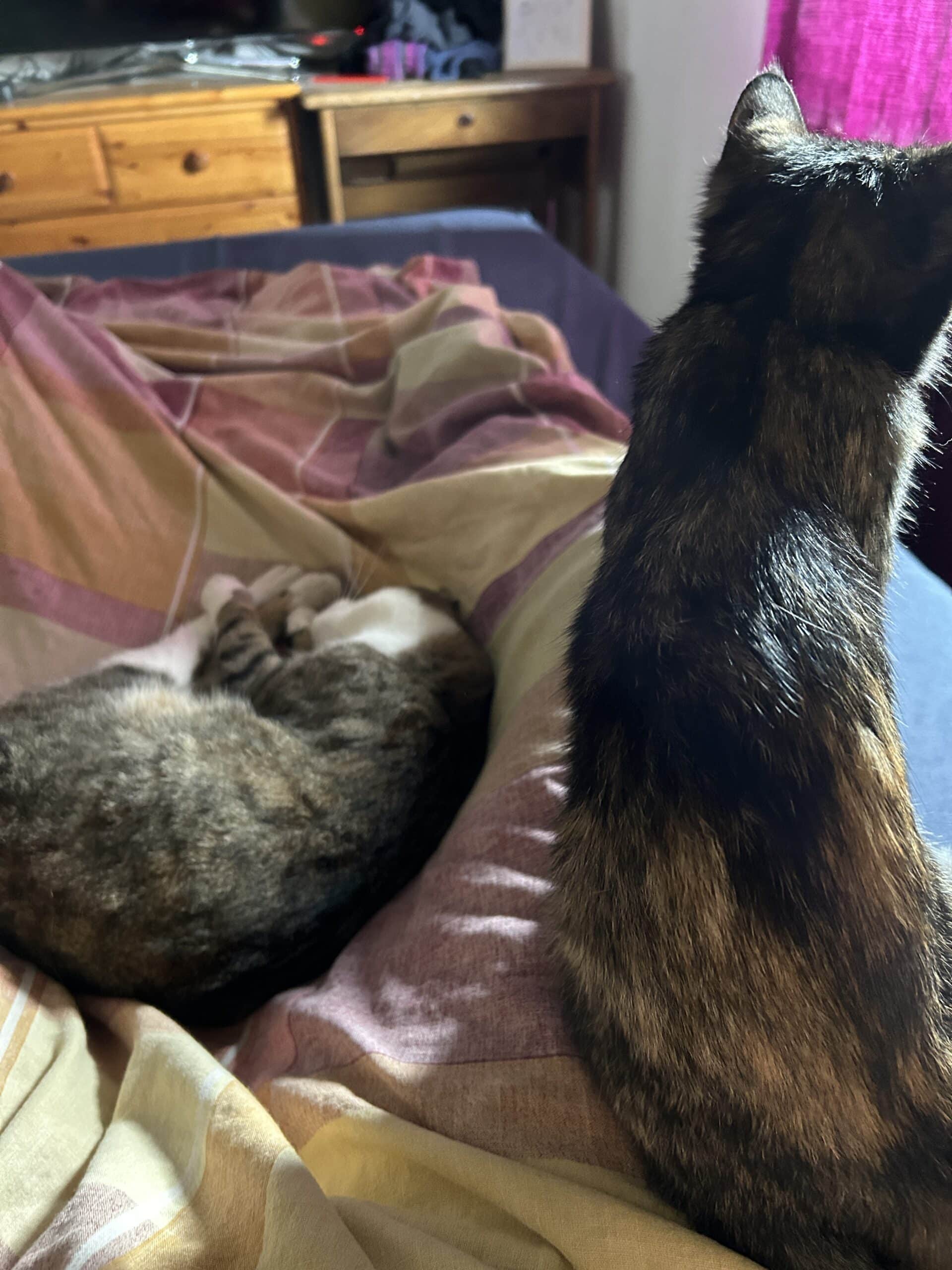 Katz und Katz spielen Matz