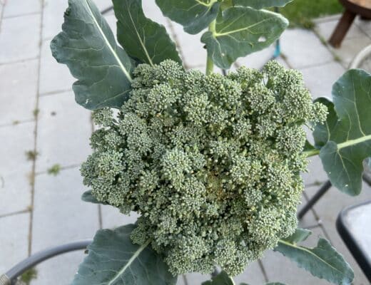 #9 Meine Eltern kommen auf einen Brokkoli aus unserem Garten vorbei (ja, ich bin ein Gartennerd).