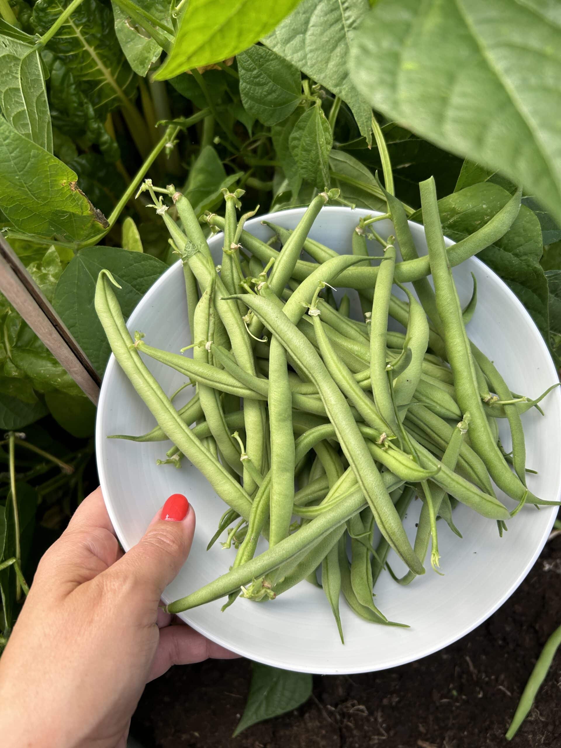 Zum Mittag gehe ich Bohnen aus unserem Garten ernten.