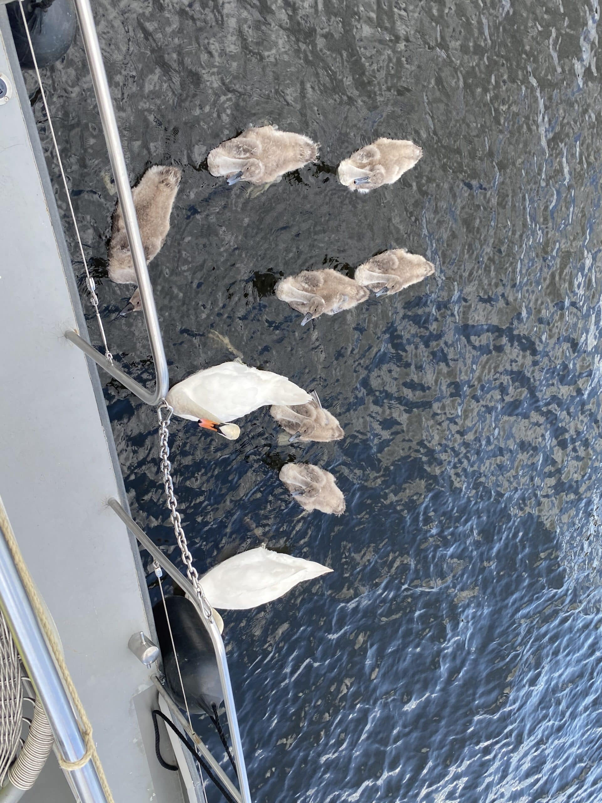 Zwischendurch sehr niedlicher Besuch von Schwänen am Boot.