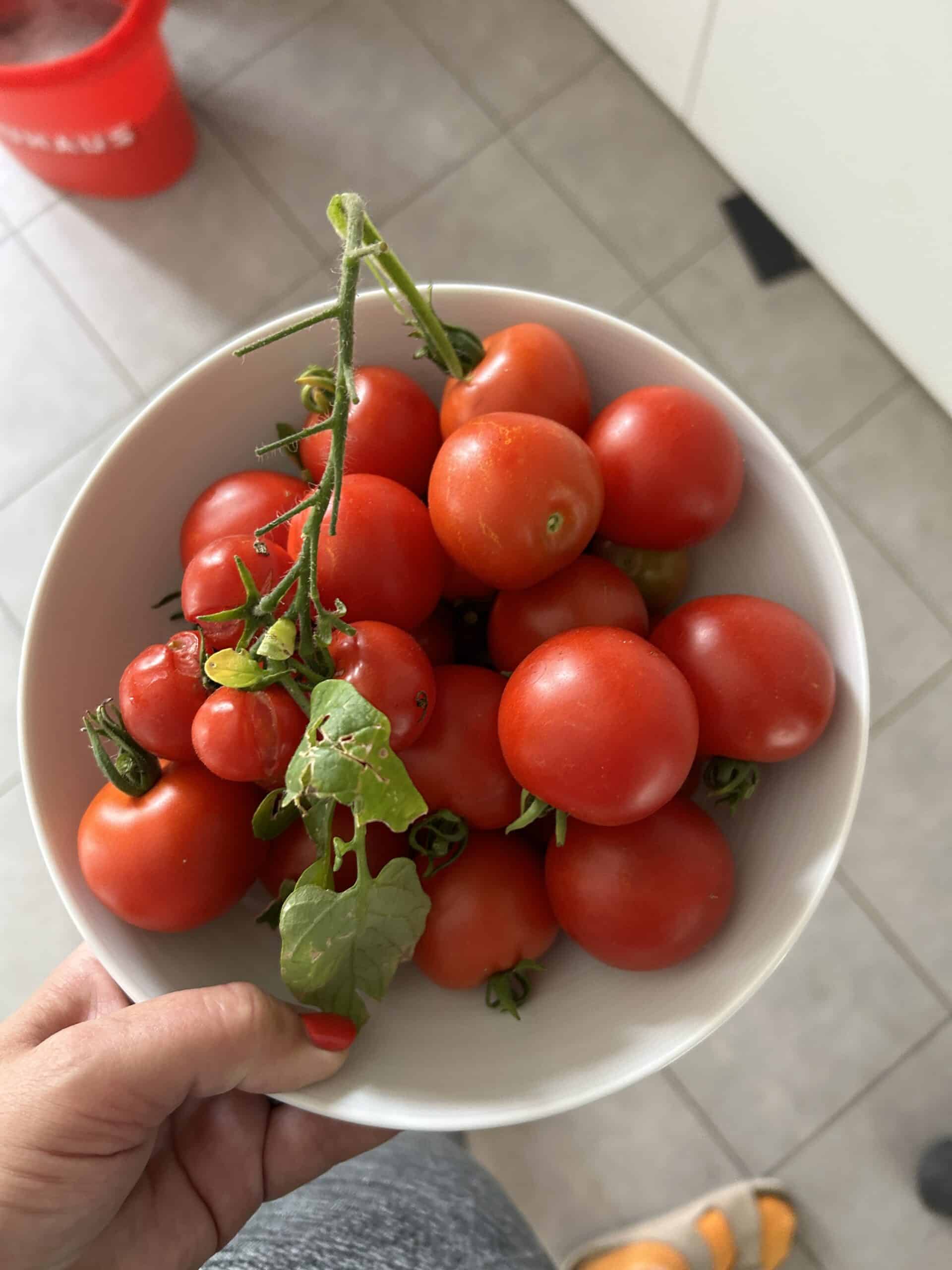 Ich sammle für das Mittagessen Tomaten im eigenen Garten ein.