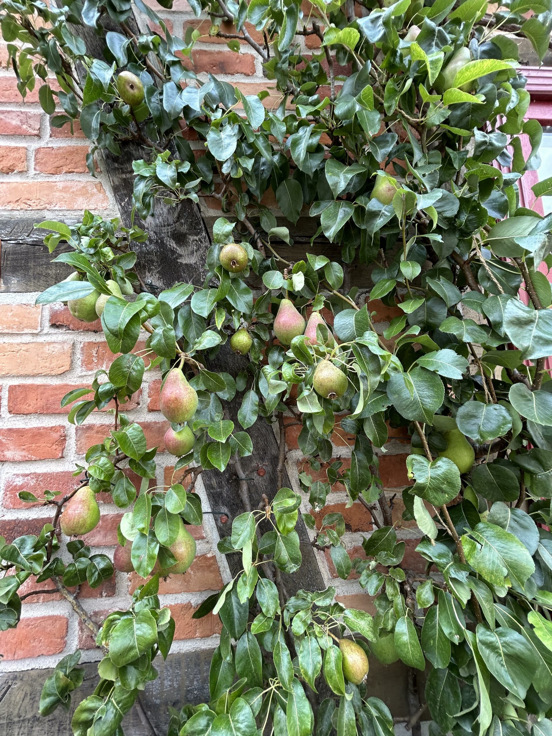 Birnen, die an einem Haus wachsen hab ich noch nie so gesehen. Generell ist Waren sehr schön.