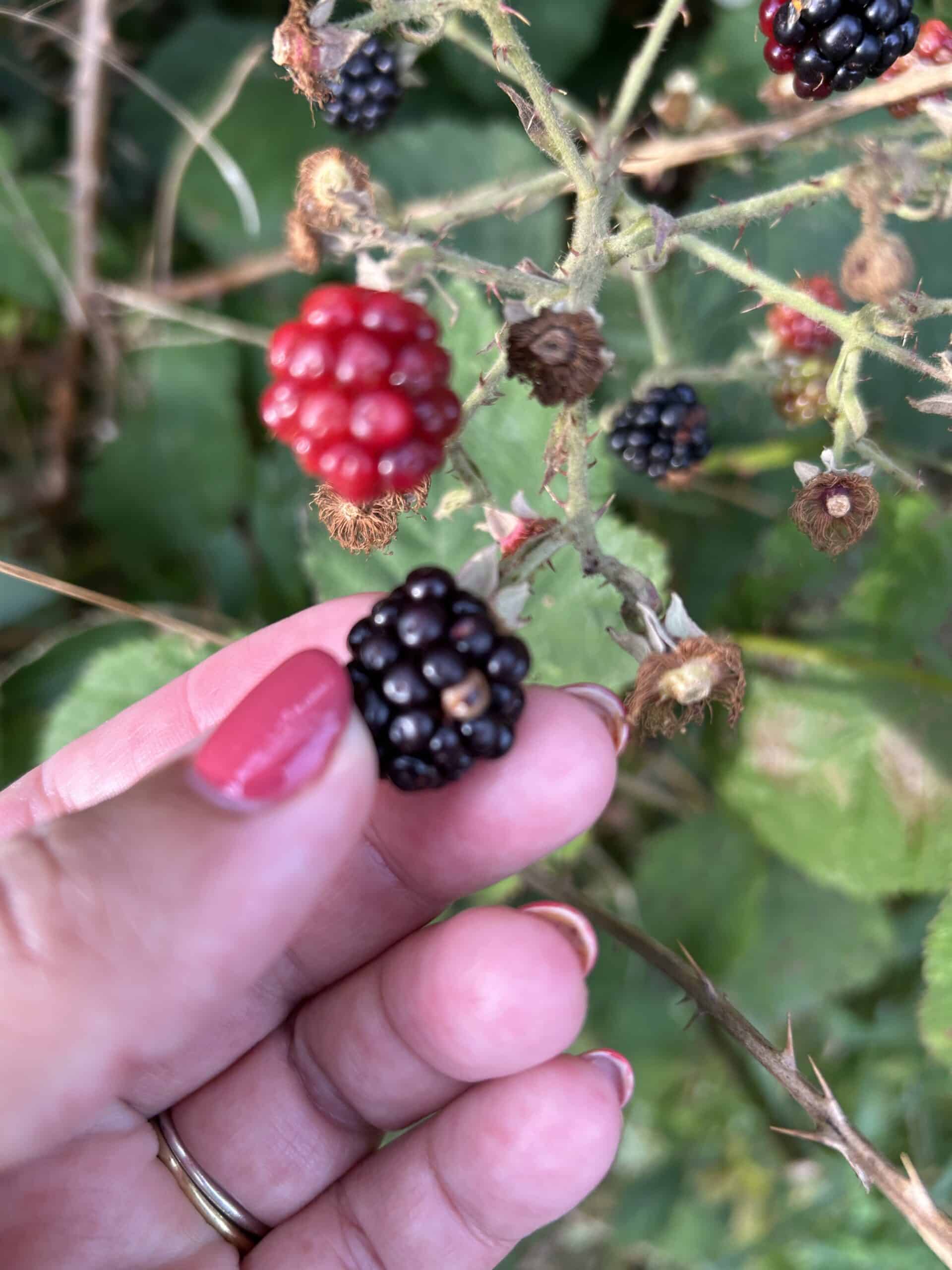 Auf dem täglichen Spaziergang ein paar frische Beeren...