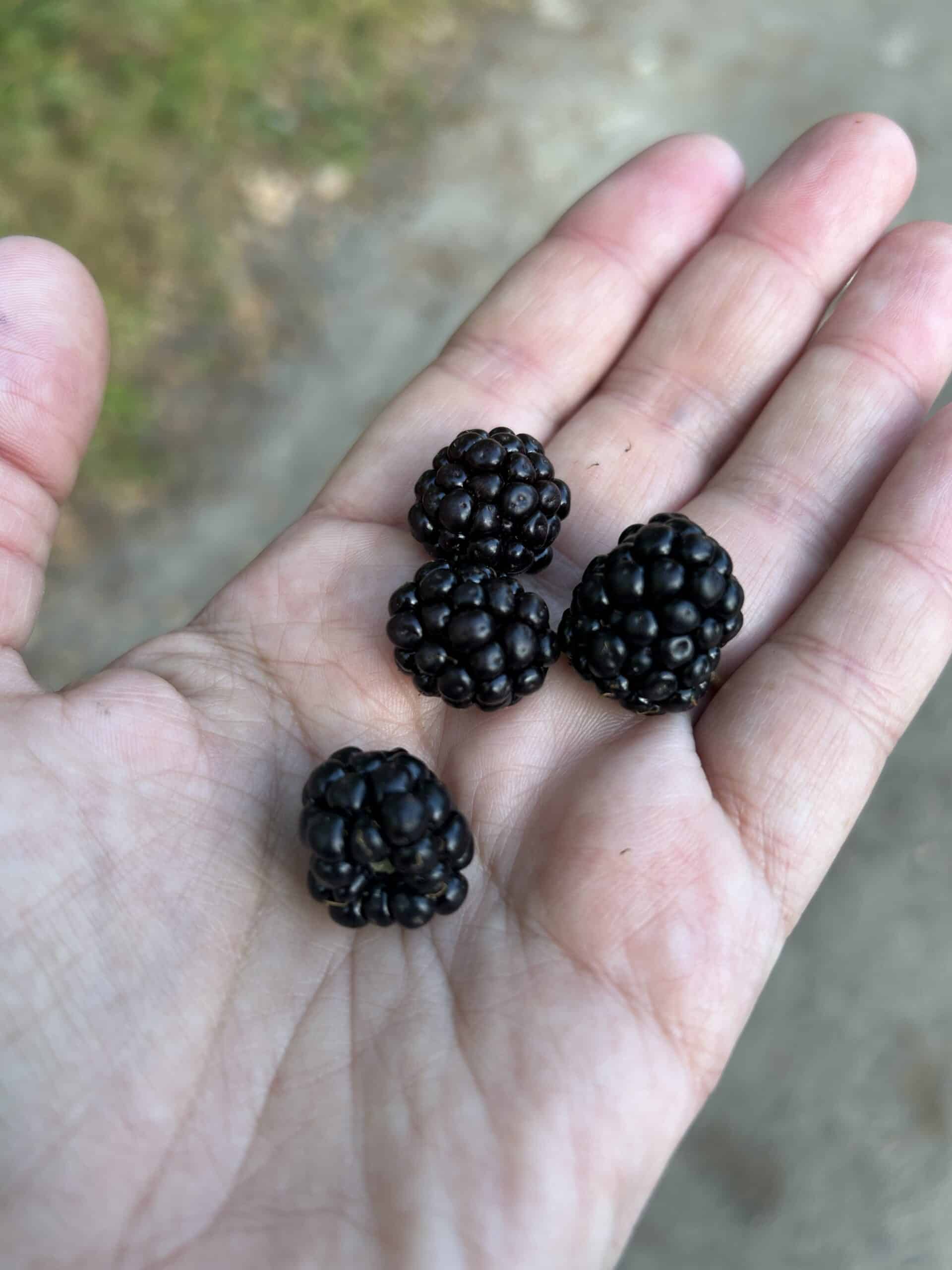 Auf dem Abendspaziergang dann noch Brombeeren..