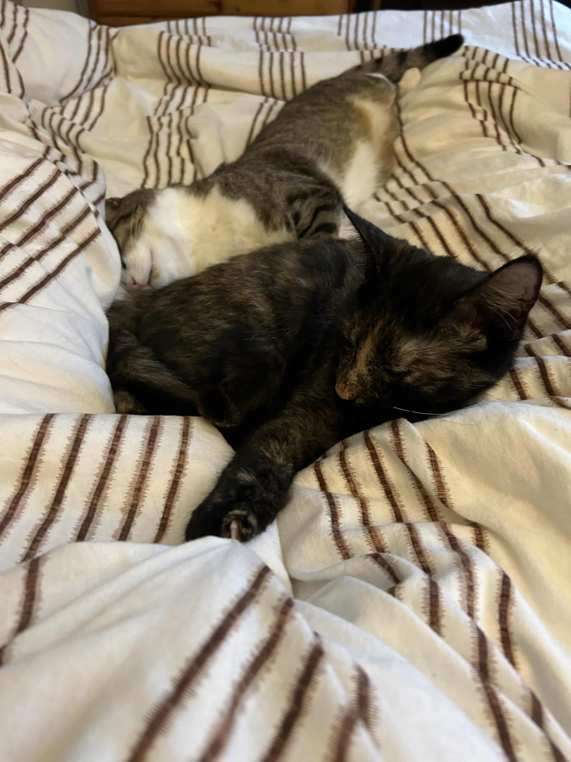 #1 Es ist Donnerstag und ich werde von zwei Katzen geweckt